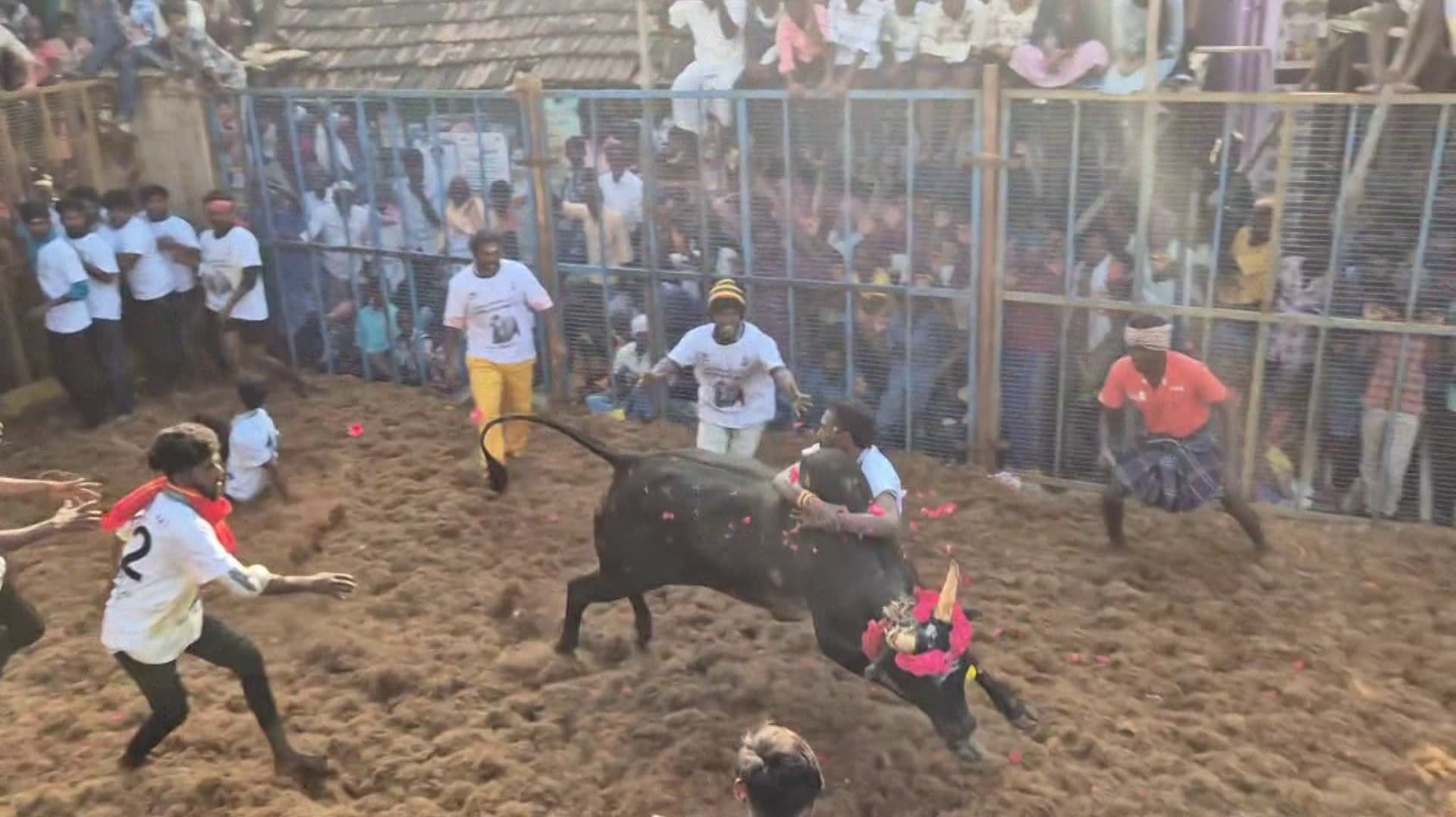 விறுவிறுப்பாக நடைபெறும் திண்டுக்கல், புகையிலைப்பட்டி ஜல்லிக்கட்டு.. வெற்றி பெற்ற காளைகள் & வீரர்களுக்கு தங்கச்செயின் உள்ளிட்ட பரிசு மழை..