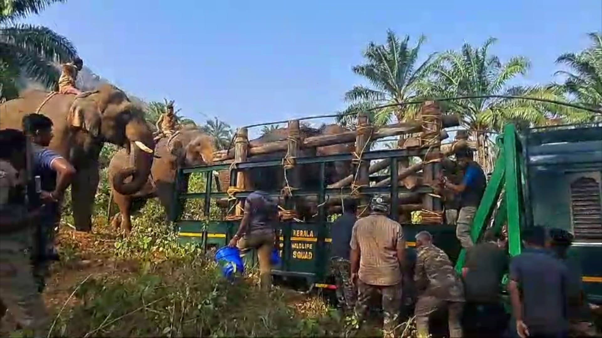 வால்பாறை அதிரப்பள்ளியில் நெற்றியில் காயம் அடைந்த காட்டுயானைக்கு சிகிச்சை