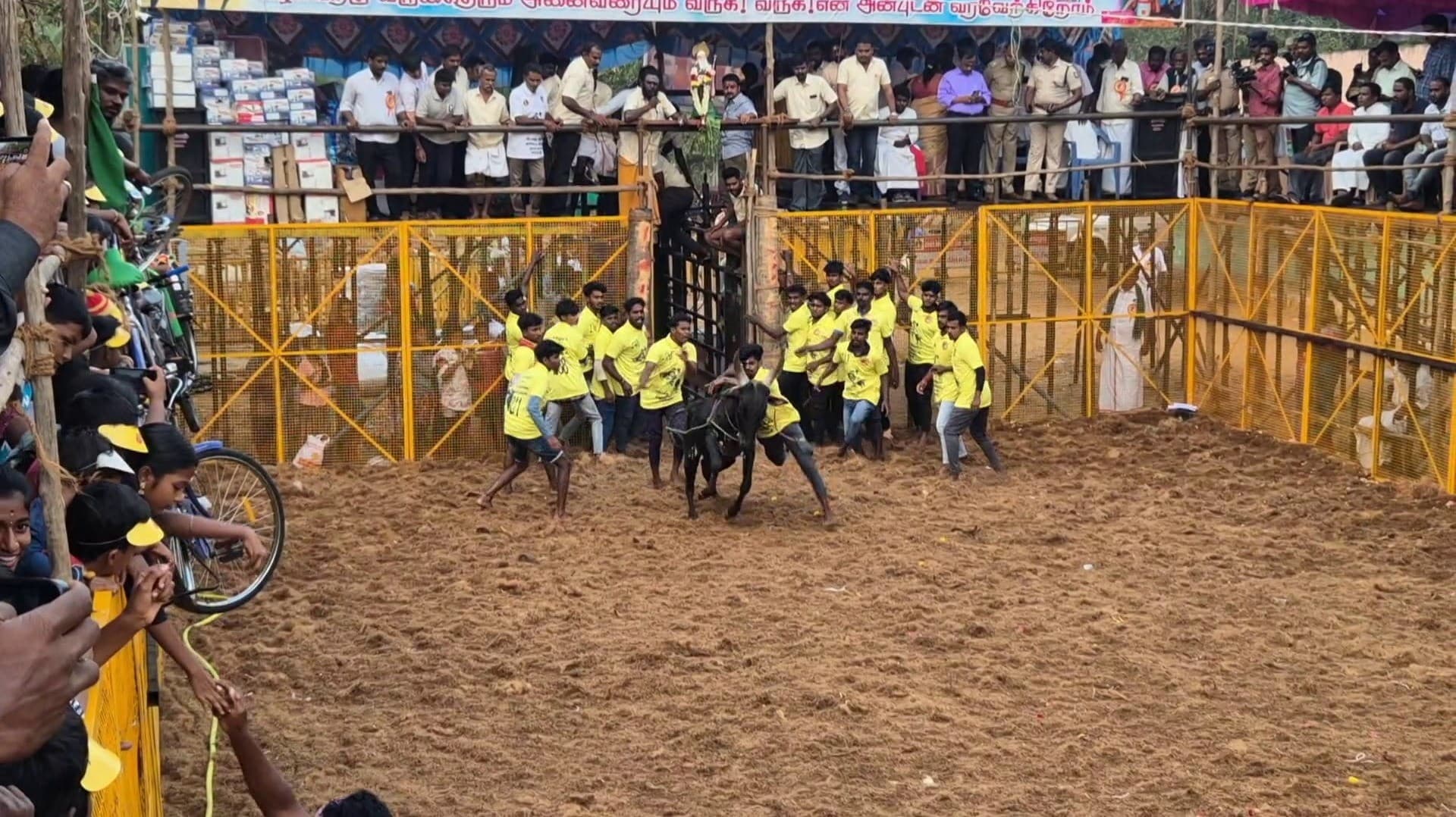 அந்தோணியார் ஆலய திருவிழா ஜல்லிக்கட்டு.. 800 காளைகள்  பங்கேற்பு..