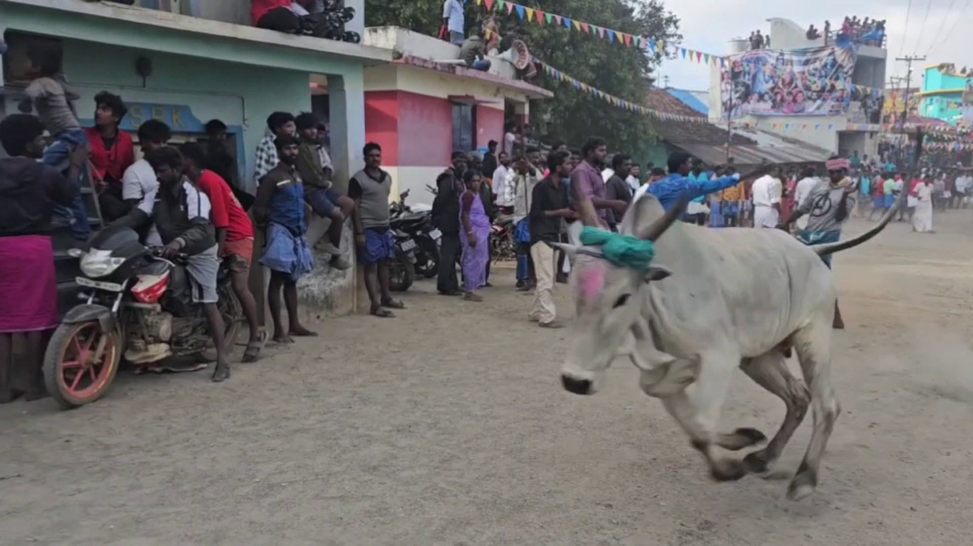 கோவில்  திருவிழாவில் மஞ்சுவிரட்டு நிகழ்ச்சி.. பார்வையாளர்களைக் கவர்ந்த காட்சி..