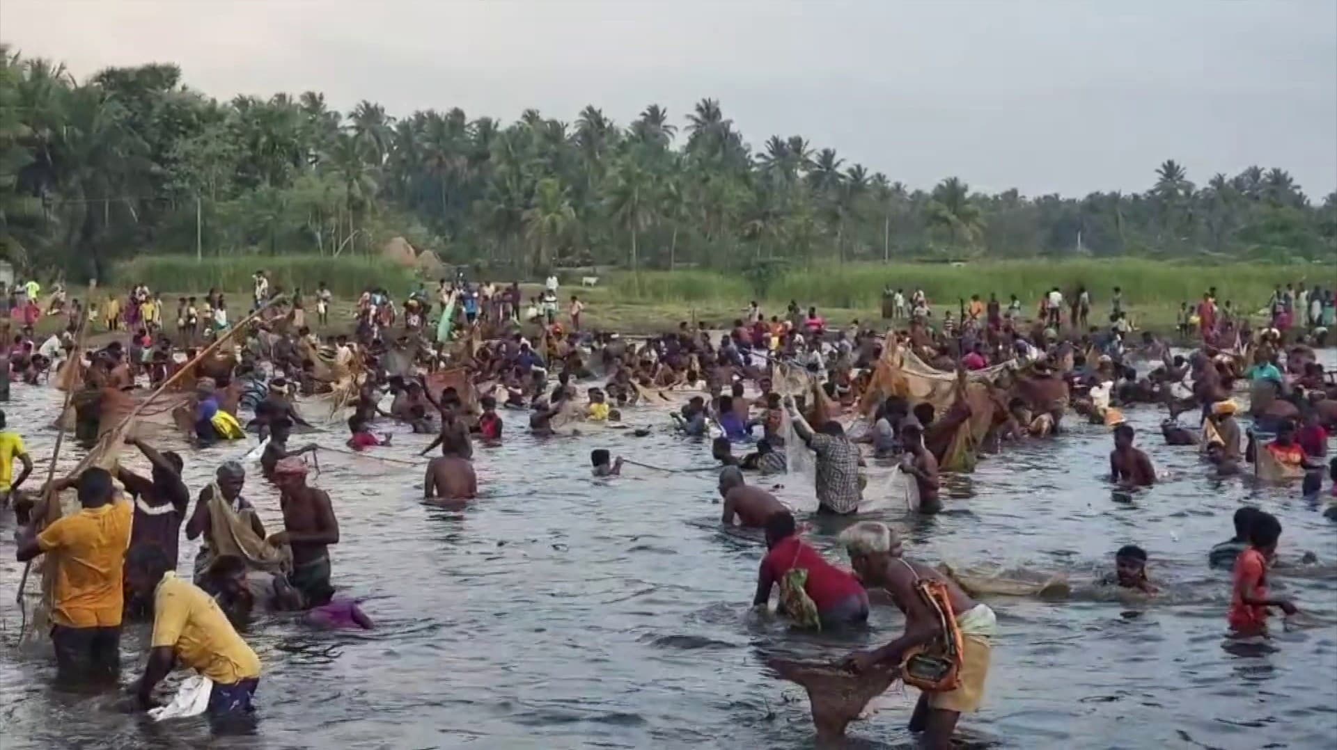 திண்டுக்கல் மாவட்டம்  ஒத்தினிபட்டி பாப்பான்குளத்தில் மீன்பிடி திருவிழா கோலாகலம்