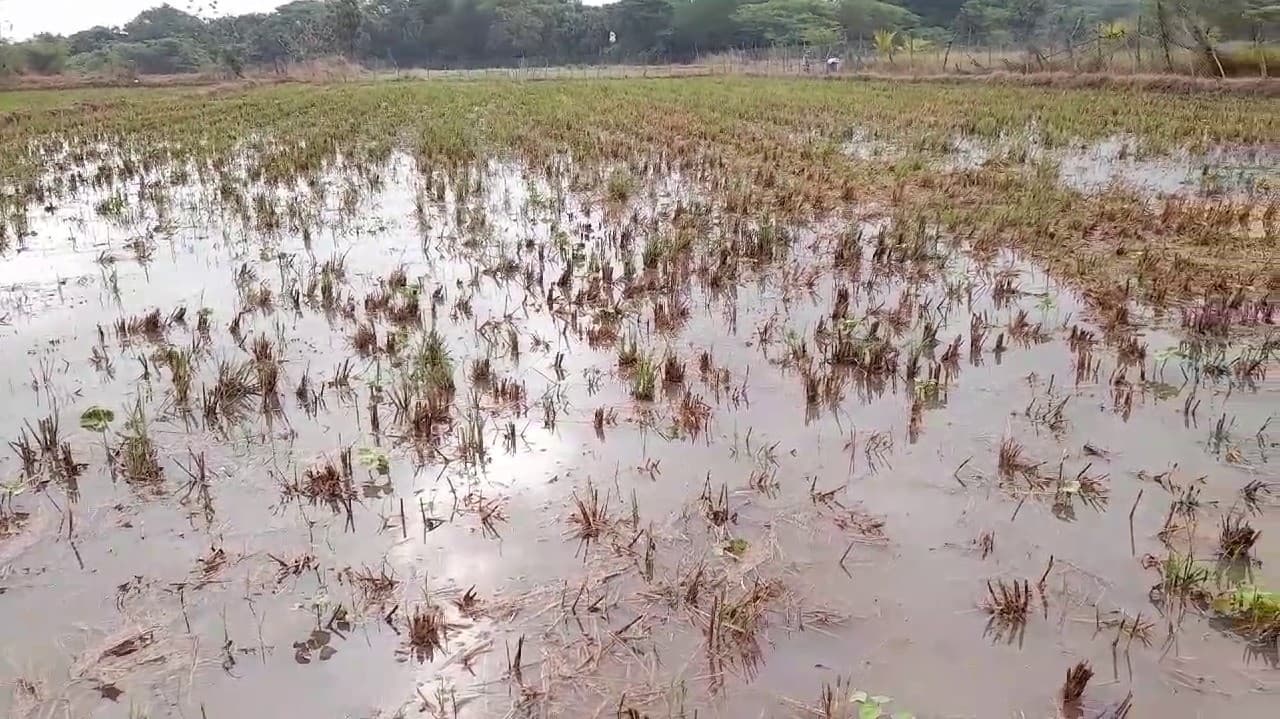 கனமழை காரணமாக பருத்தி மற்றும் உளுந்து சாகுபடி பாதிப்பு