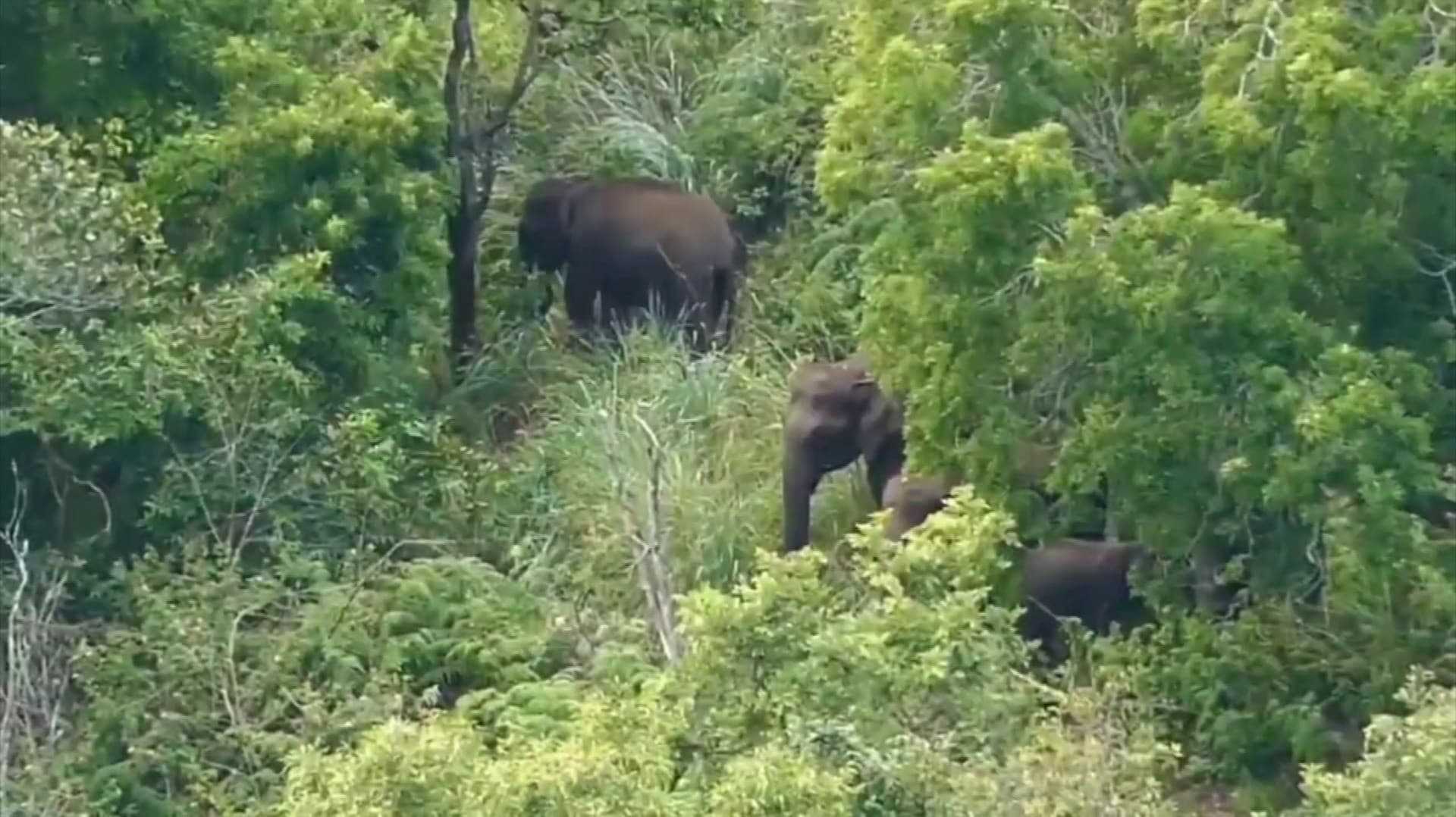 காட்டு யானைகள் நடமாட்டம் இருப்பதால் பேரிஜம் ஏரிக்கு சுற்றுலாப்பயணிகள் செல்ல தற்காலிகமாக தடை..
