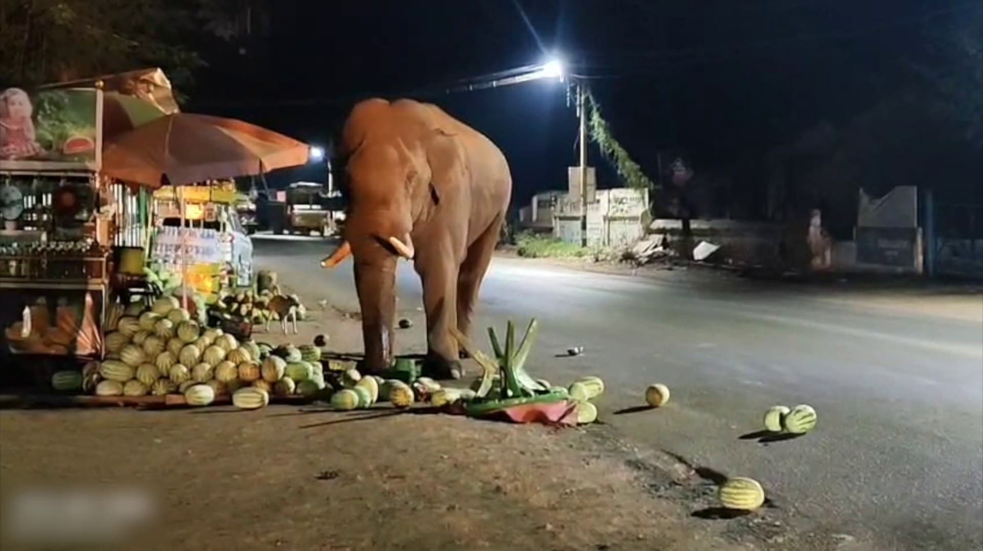 சாலையோர தர்பூசணி கடையை சூறையாடிய காட்டுயானை.. பட்டாசுகள் வெடித்து வனப்பகுதிக்குள் விரட்டிய வனத்துறையினர்..