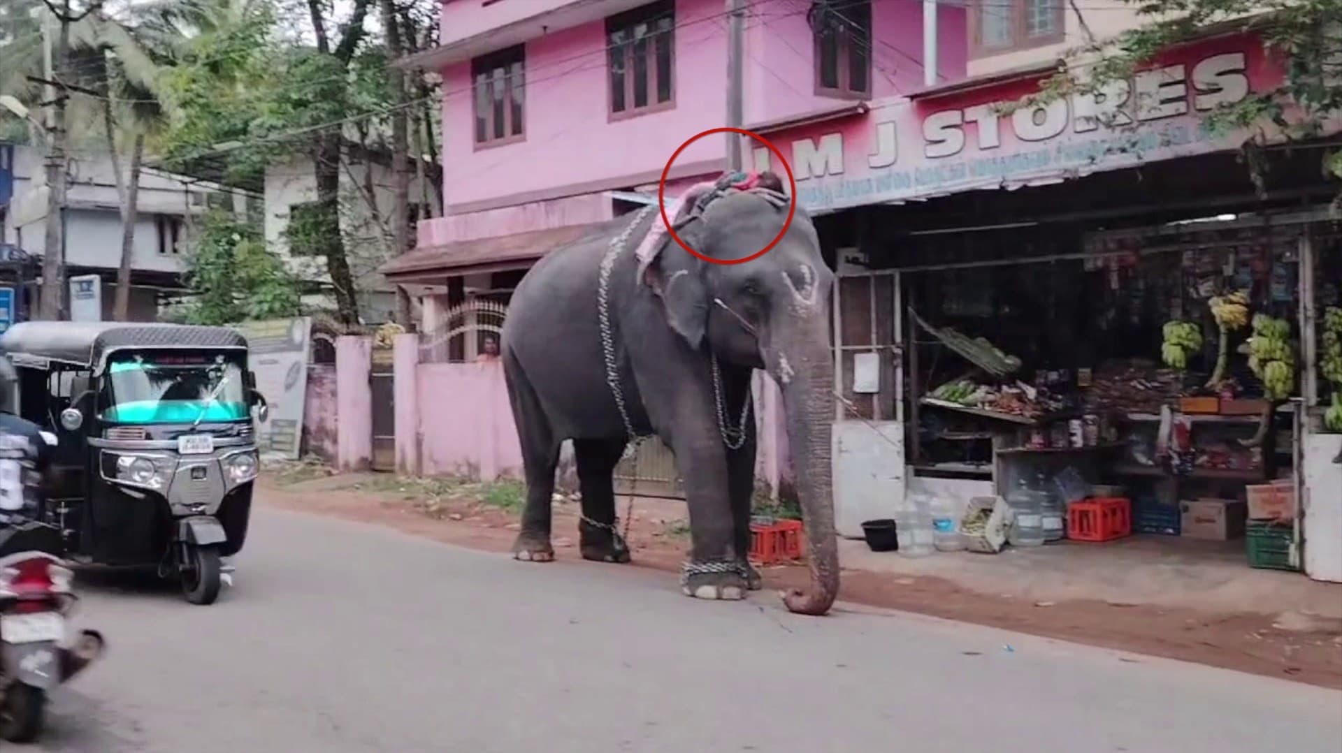 கன்னியாகுமரி அருகே சாலையோரம் யானையை நிறுத்தி விட்டு அதன் மீது படுத்து உறங்கிய பாகன்