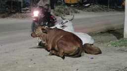 மாடு முட்டித் தள்ளியதில் தாயின் கையில் இருந்து 5 மாத குழந்தை கீழே விழுந்து காயம்