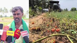 தக்காளிக்கு உரிய விலை கிடைக்காமல் பல லட்சம் நஷ்டம் ஏற்பட்டதால் வேதனையில் விவசாயிகள் செய்த செயல்