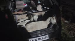 விழுப்புரம் அருகே காரில் வந்து இரவில் ஆடுகளைத் திருடும் கும்பல்