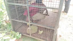 ஊருக்குள் புகுந்த கரடியை தீவிரமாக தேடி வரும் வனத்துறையினர்