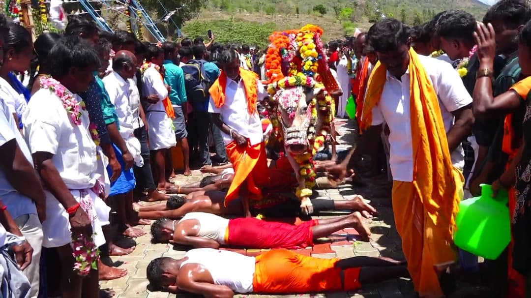 7 மலைக்கிராம மக்கள் கொண்டாடிய திருவிழா காளைகளை தாண்டவிட்டு வேண்டுதல்