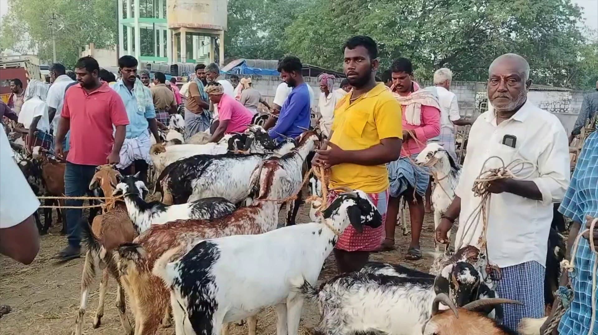ரம்ஜான் பண்டிகையை முன்னிட்டு ஆட்டுச்சந்தையில் ரூ.5 கோடிக்கு ஆடுகள் விற்பனை..