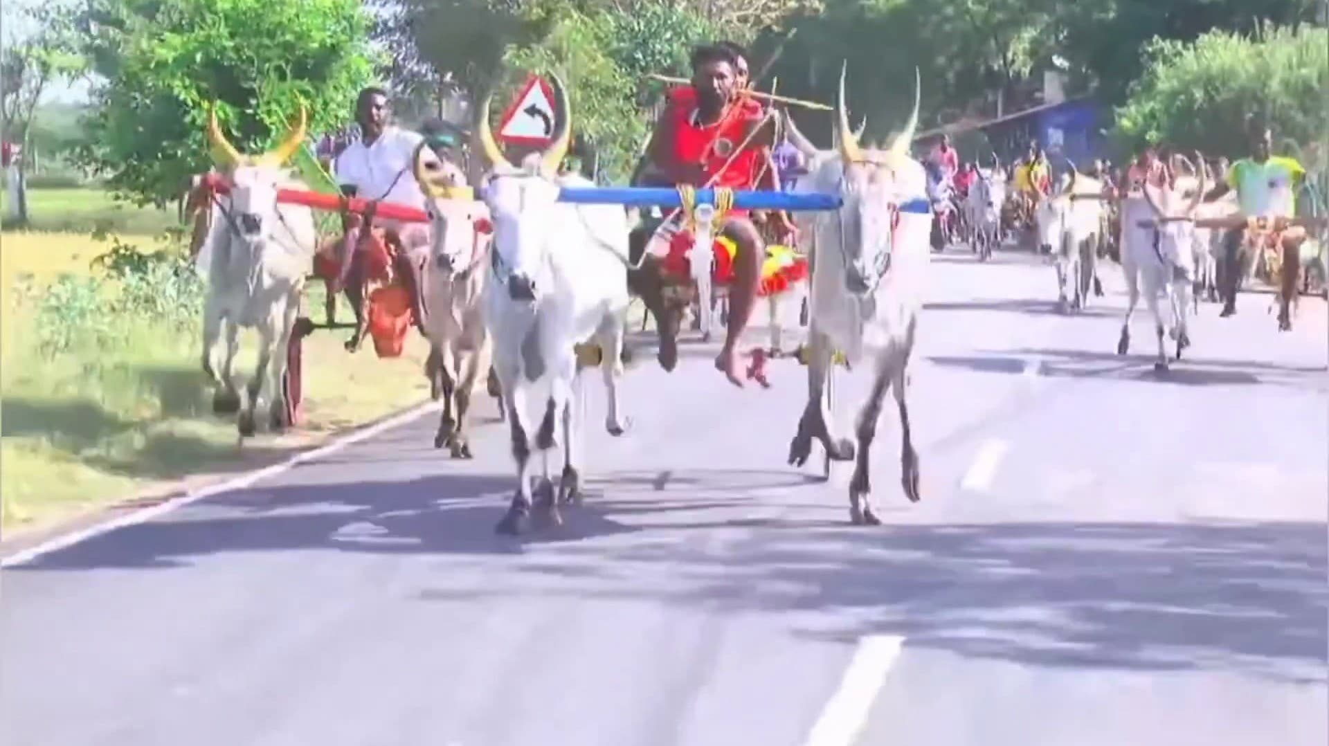 ஓனாங்குடி மாட்டுவண்டிப்போட்டி கோலாகலம்.. இலக்கை நோக்கி சீறிப்பாய்ந்த காளைகள்..!