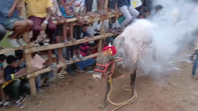 காட்பாடி பொன்னியம்மன் கோவில் எருது விடும் விழா.. இலக்கை அடைய சீறிப்பாய்ந்த காளைகள்..!