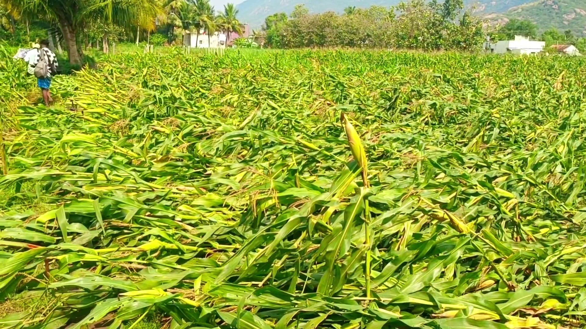 விவசாயிகளை வேதனைக்கு உள்ளாக்கிய பலத்த காற்றுடன் பெய்த மழை