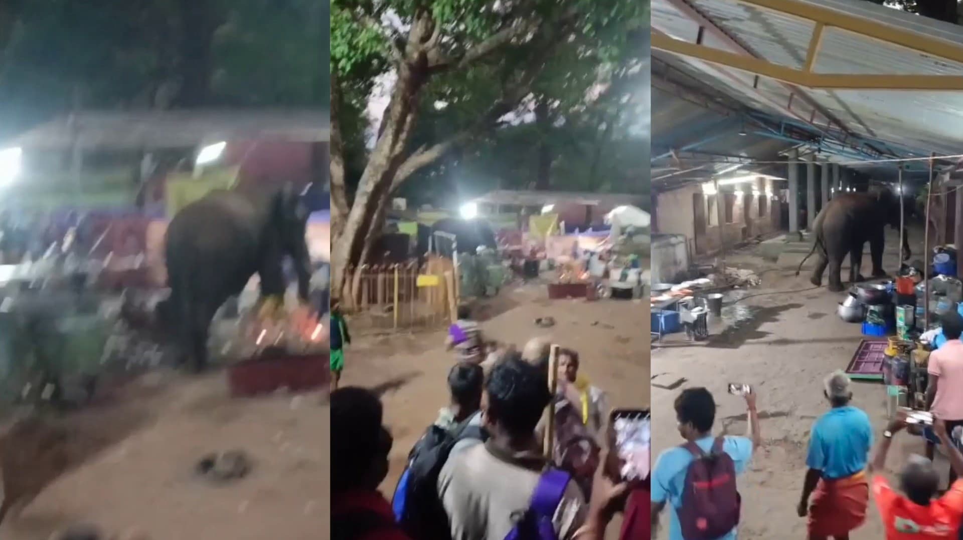 திருக்கோவிலுக்கு உணவு குடிநீர் தேடி மீண்டும் வந்தது காட்டுயானை