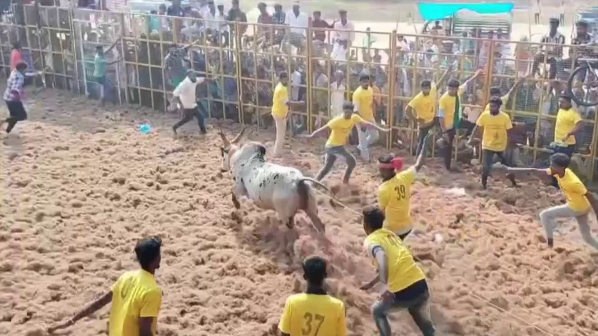 வளர்த்த காளையே மாரில் பாய்ந்து உரிமையாளர் பலி