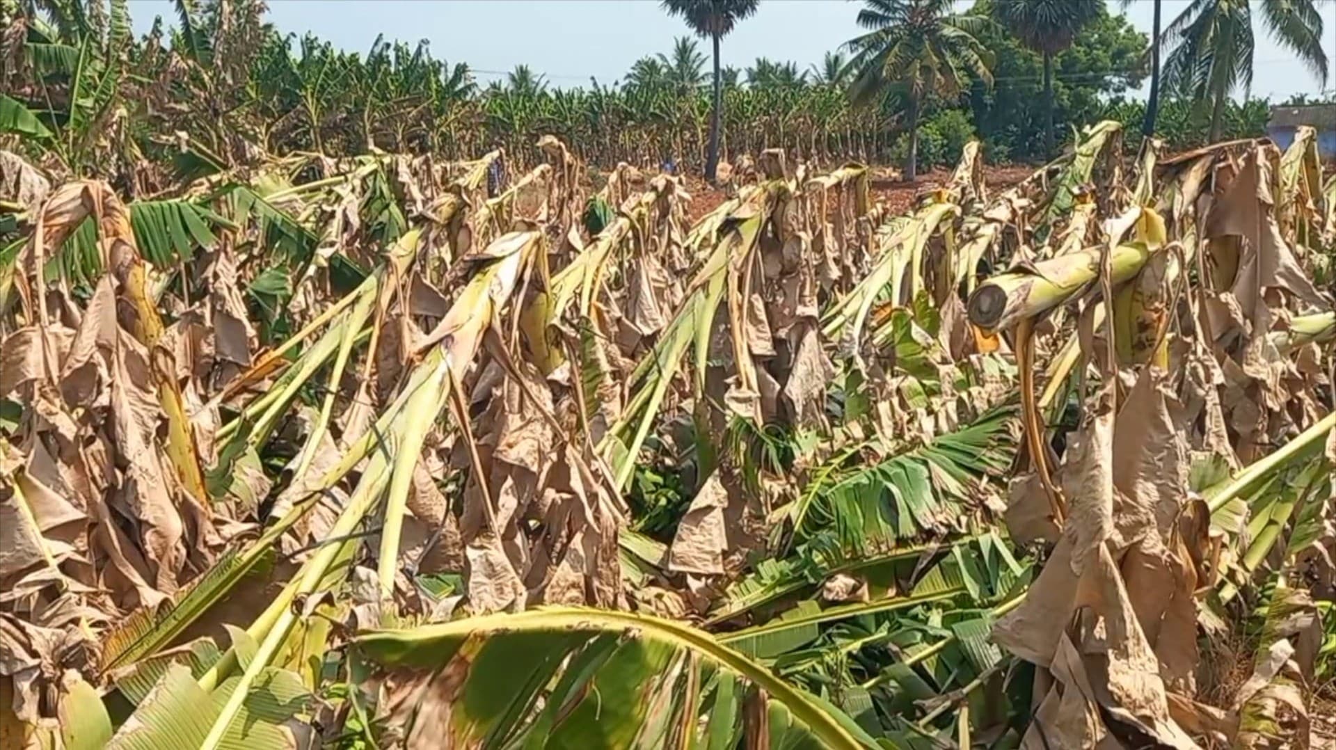 சூறைக்காற்று வீசியதால் வேரோடு சாய்ந்த வாழை மரங்கள்