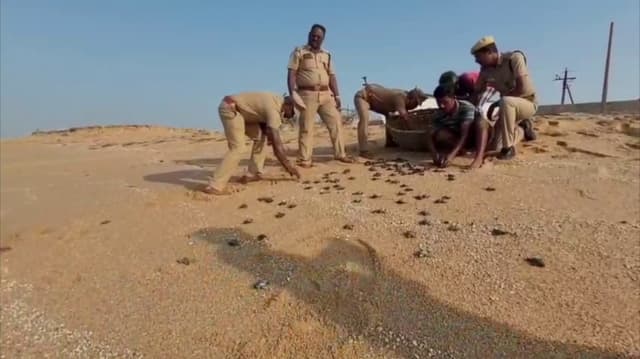 கடலில் விடப்பட்ட 'ஆலிவ் ரிட்லி' ஆமை குஞ்சுகள்