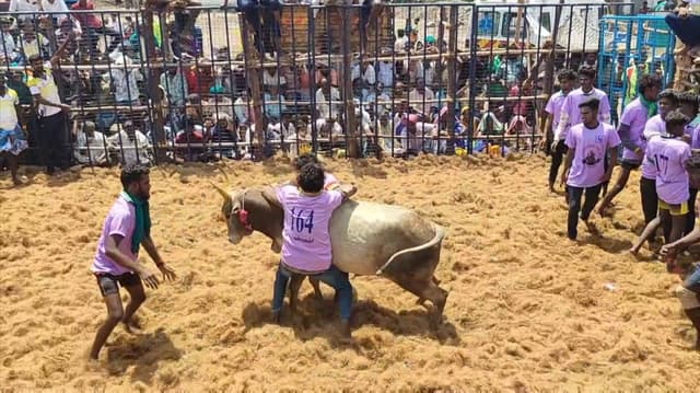 திருச்சுழி செம்பொன்நெருஞ்சி கிராமத்தில் விறுவிறு ஜல்லிக்கட்டு