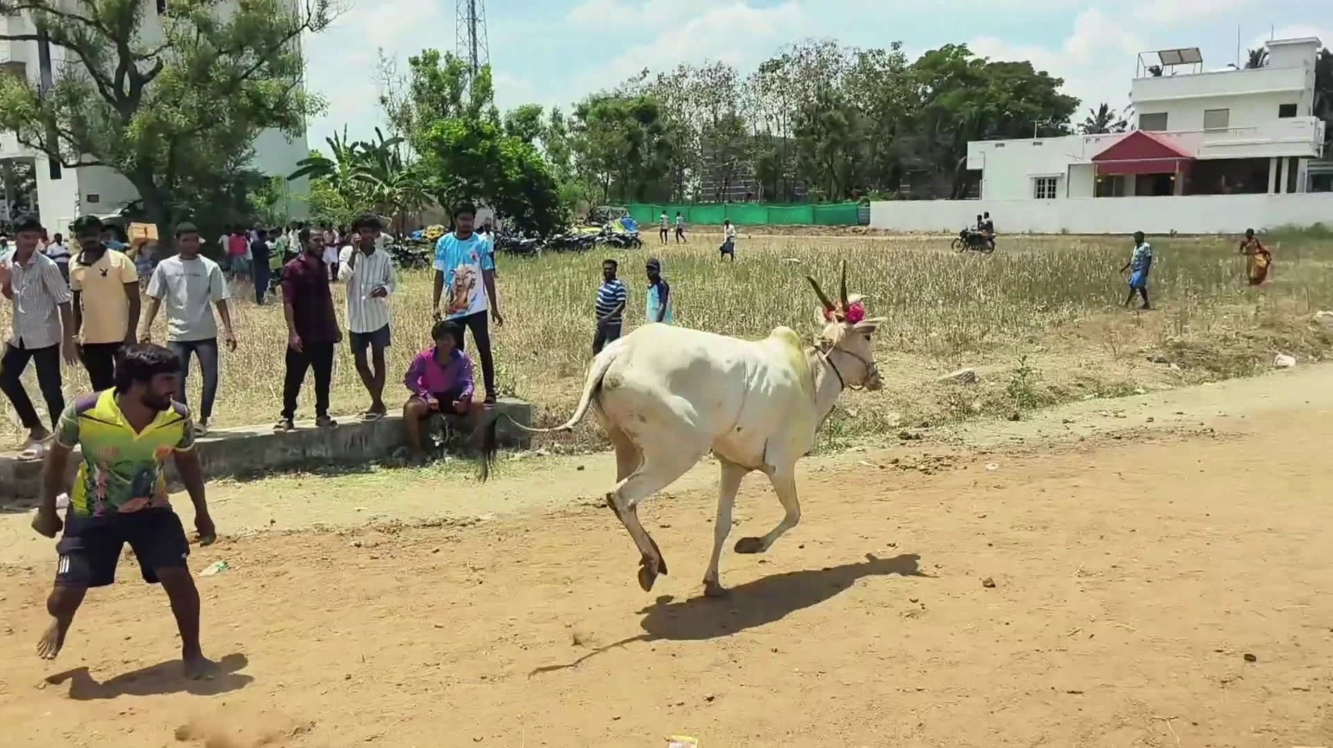 அரியப்பாடி சித்திரை திருவிழாவை முன்னிட்டு காளை விடும் விழா..! துள்ளிக்குதித்து ஓடிய காளைகள்..