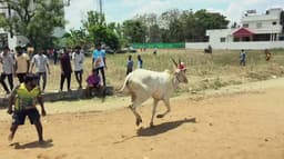 அரியப்பாடி சித்திரை திருவிழாவை முன்னிட்டு காளை விடும் விழா..! துள்ளிக்குதித்து ஓடிய காளைகள்..