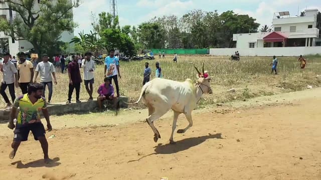 அரியப்பாடி சித்திரை திருவிழாவை முன்னிட்டு காளை விடும் விழா..! துள்ளிக்குதித்து ஓடிய காளைகள்..