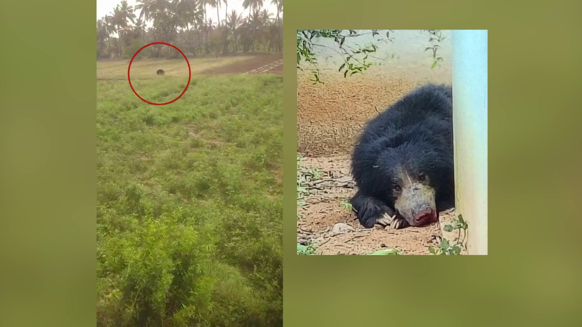 விளைநிலங்களில் உலா வரும்  கரடியால் கிராம மக்கள் அச்சம்..