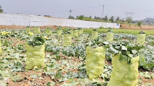 முட்டைக்கோஸ் அறுவடை தீவிரம்.. ரூ.100 வரை மட்டுமே விற்பனையாவதால் விவசாயிகள் வேதனை