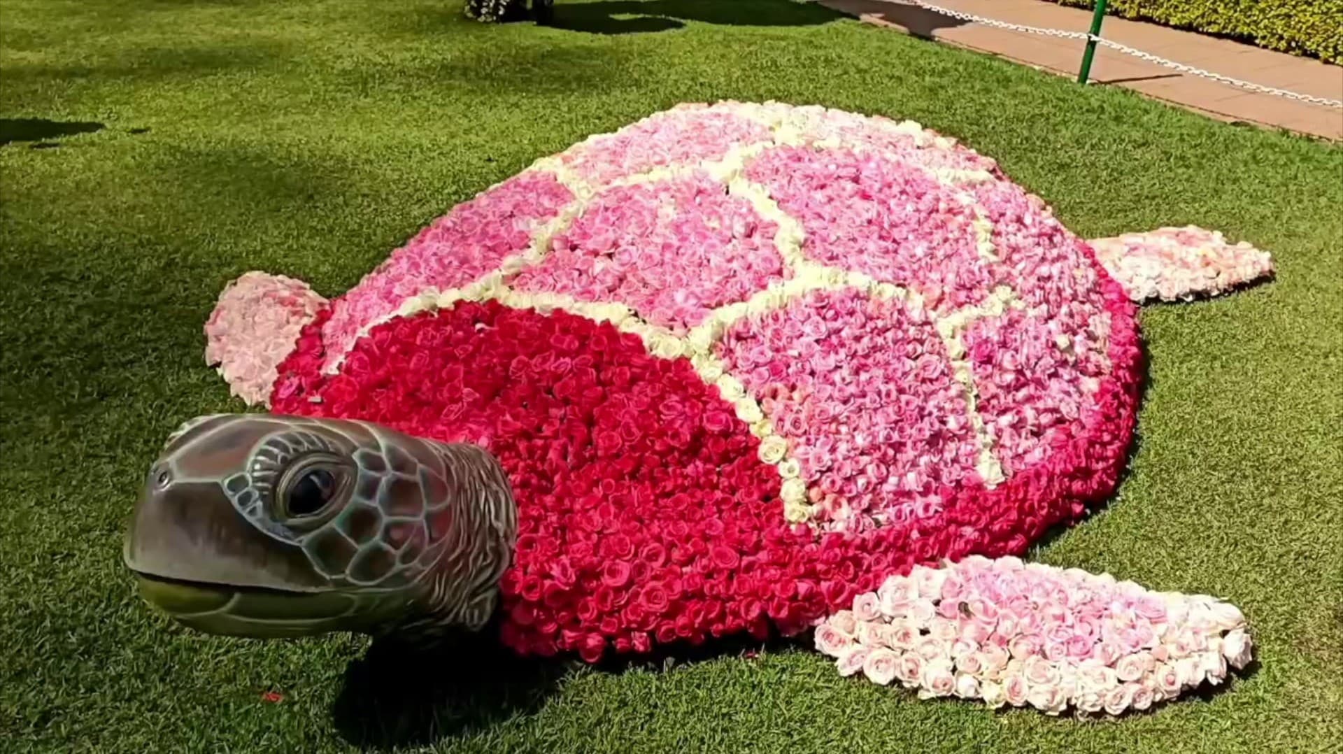 உதகையில் தொடங்கியுள்ள  ரோஜா கண்காட்சி.. மலர்களால் அலங்கரிக்கப்பட்ட கடல் வாழ் உயிரின வடிவங்கள்..