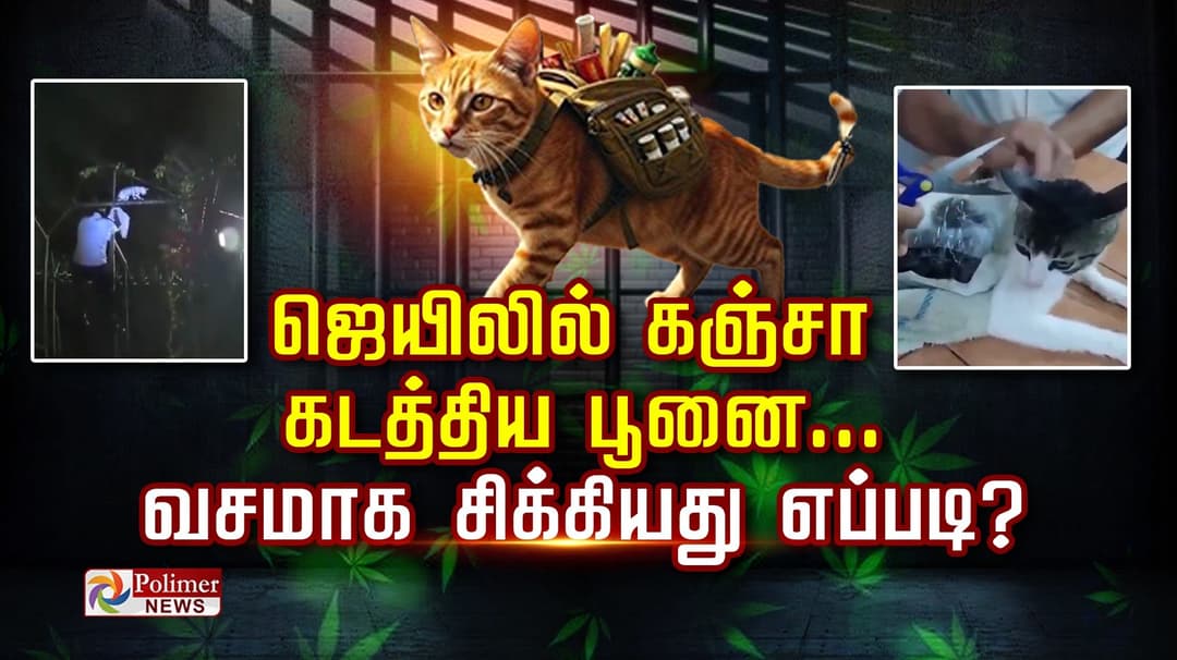 ஜெயிலில் கஞ்சா கடத்திய பூனை...வசமாக சிக்கியது எப்படி?..