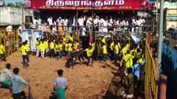 கோயில் திருவிழாவை முன்னிட்டு ஜல்லிக்கட்டு போட்டி.. அமைச்சர் மெய்யநாதன் தொடங்கி வைத்தார்..