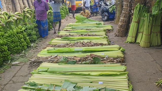 பலத்தக் காற்றால்  நடவு செய்யப்பட்ட வாழை இலைகள் சேதம்... வரத்து குறைவால் வாழை இலை கட்டு விலை உயர்வு