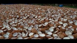தேங்காய் வரத்துக் குறைவால் கொப்பரைத் தேங்காய் விலை உயர்ந்தது