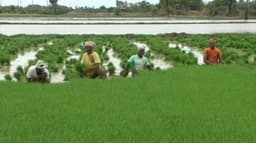 காவிரி டெல்டா பகுதிகளில் குறுவை நெல் சாகுபடி பணிகள் தீவிரம்