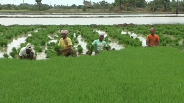 காவிரி டெல்டா பகுதிகளில் குறுவை நெல் சாகுபடி பணிகள் தீவிரம்