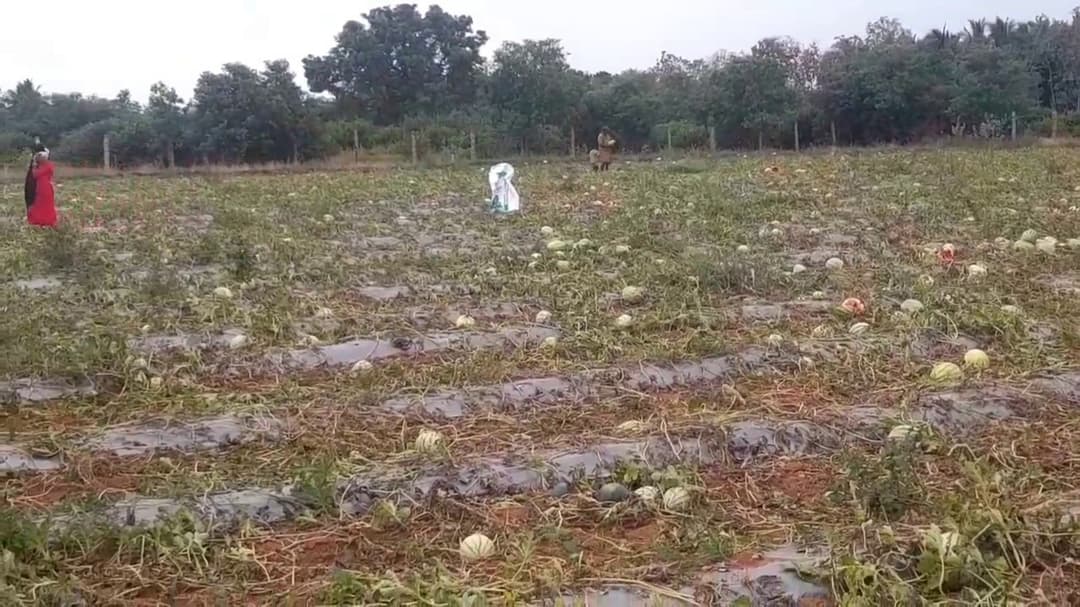விலை இல்லாததால் தர்பூசணி நிலத்திலேயே அழிப்பு... மக்களுக்கு இலவசமாக வழங்கிய விவசாயிகள்..!