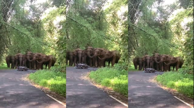 சாலையின் குறுக்கே வந்த யானைகளிடம் இருந்து தப்பிய சுற்றுலா பயணிகள்..!