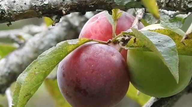 மோசமான வானிலையால் பிளம்ஸ் விளைச்சல் பாதிப்பு.. விலை கிடுகிடு உயர்வு..