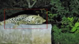 சாலையோரம் உள்ள திண்ணை மீது படுத்து உறங்கிய சிறுத்தை.. கூண்டு வைத்து பிடிக்க பொதுமக்கள் கோரிக்கை..