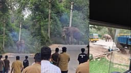 பகலில் திரியும் ஒற்றைக் காட்டு யானையால் அச்சத்தில் விவசாயிகள்