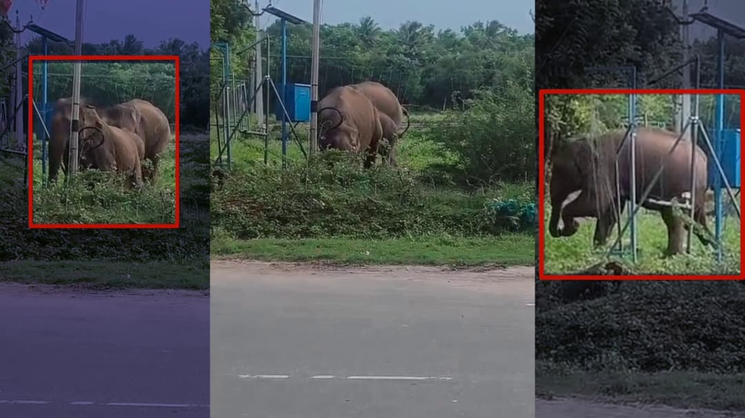 மின் வேலியைக் கடந்து செல்லும் காட்டு யானை குடும்பம்