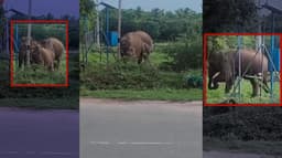 மின் வேலியைக் கடந்து செல்லும் காட்டு யானை குடும்பம்