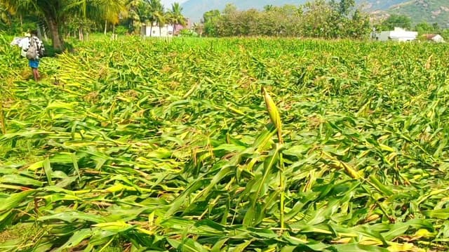 விவசாயிகளை வேதனைக்கு உள்ளாக்கிய பலத்த காற்றுடன் பெய்த மழை