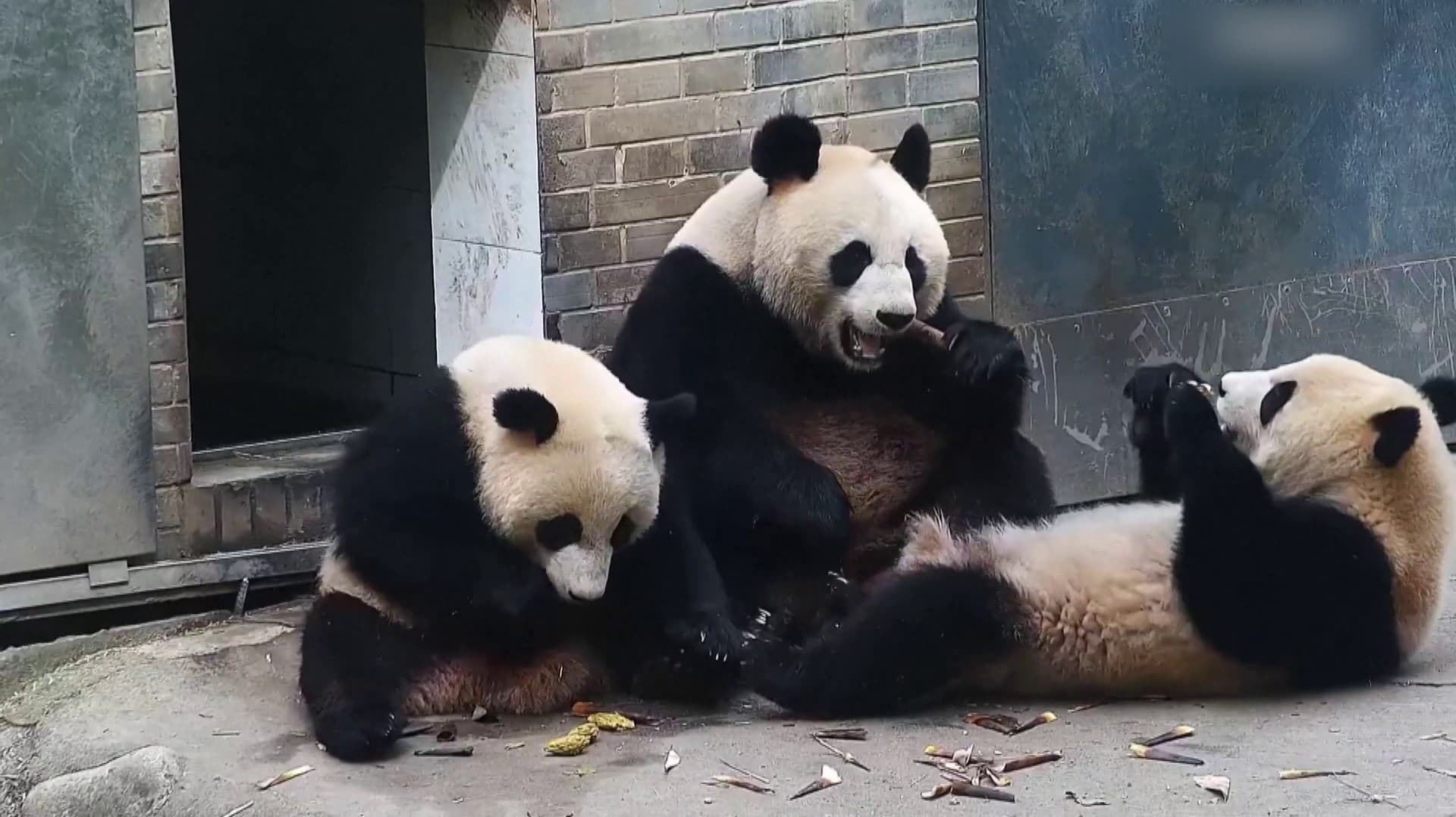 குட்டிகளுடன்  விளையாடும் தாய் பாண்டா கரடி..! பாண்டா கரடி பராமரிப்பு மையத்தின் காட்சிகள் வெளியீடு..