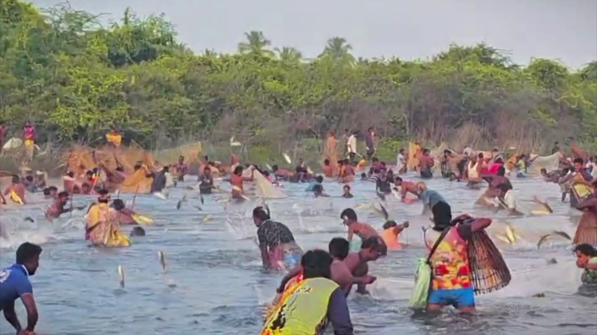 கேசரி கண்மாயில் சமத்துவ மீன்பிடி திருவிழா கோலாகலம்..! கச்சா, ஊத்தா, கூடை உள்ளிட்ட உபகரணங்கள் மூலம்  மீன்பிடிப்பு..