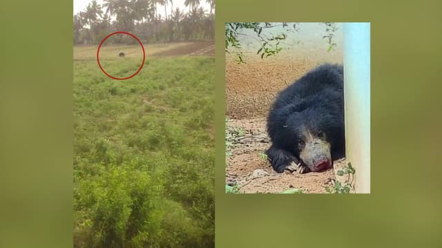 விளைநிலங்களில் உலா வரும்  கரடியால் கிராம மக்கள் அச்சம்..