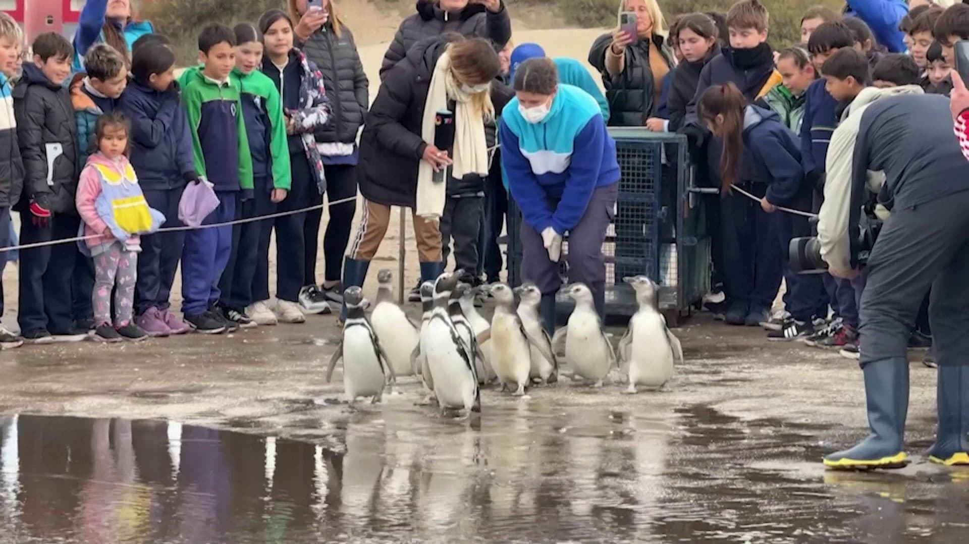 பராமரிப்பு மையத்தில் இருந்த கடலில் விடப்பட்ட பென்குயின்கள்