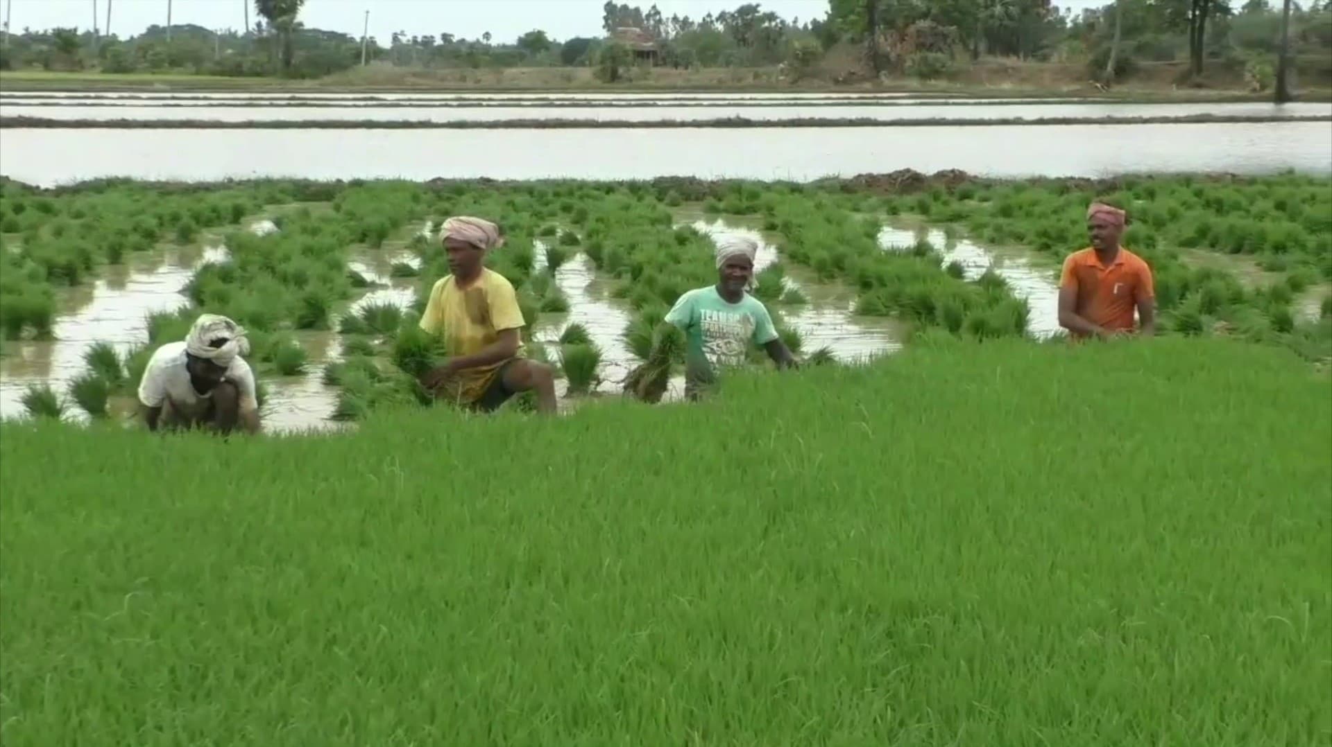 காவிரி டெல்டா பகுதிகளில் குறுவை நெல் சாகுபடி பணிகள் தீவிரம்