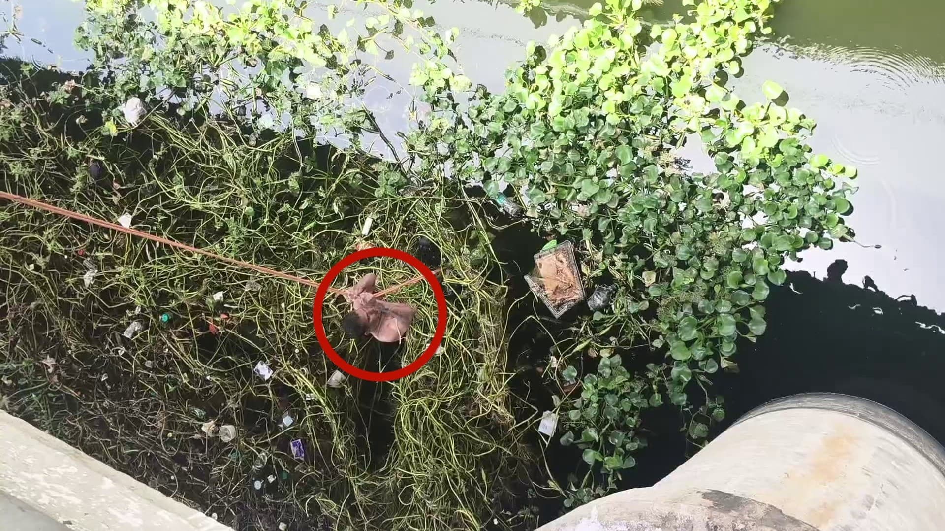 காவிரி ஆற்றில் குதித்து உயிரை மாய்த்துக்கொள்ள முயன்ற நபர் மீட்பு