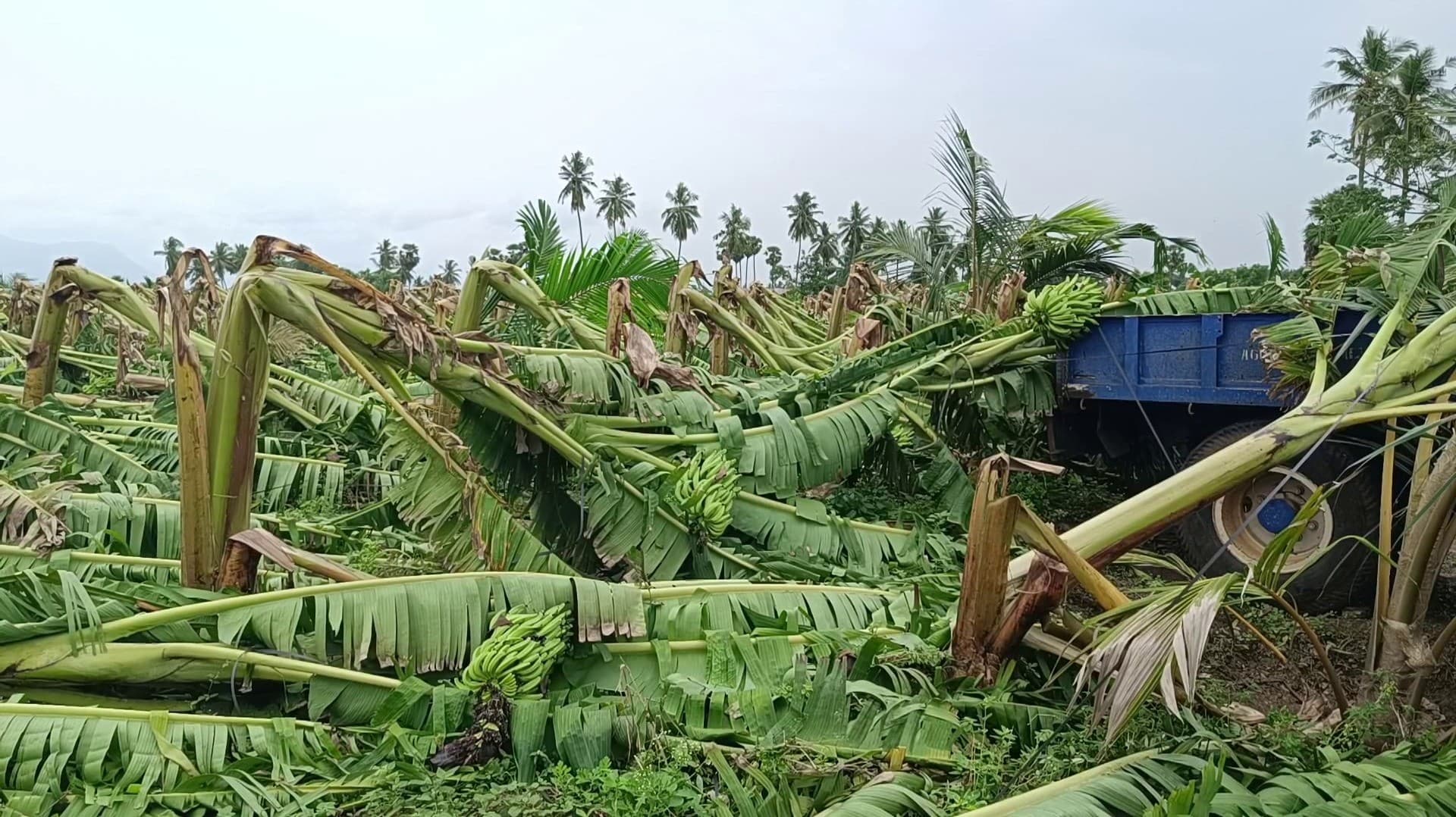 கனமழையால் 10 ஆயிரம் வாழைகள் சேதம்..  விவசாயிகள் வேதனை..